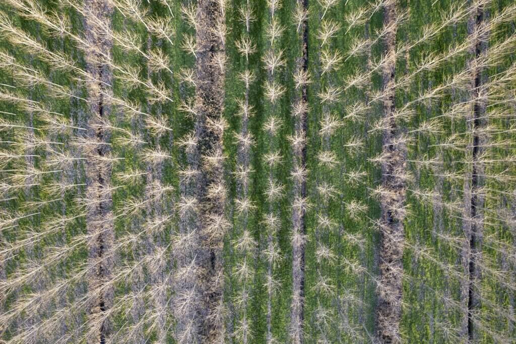 New planting of poplar trees for paper production